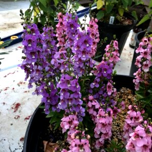 Angelonia angustifolia public domain IMG 5092