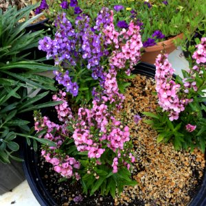 Angelonia-angustifolia-public-domain IMG 3426