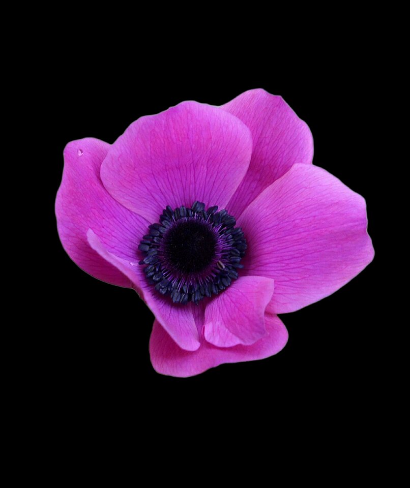 Flower flora droplet