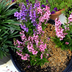 Angelonia-angustifolia-public-domain IMG 3427