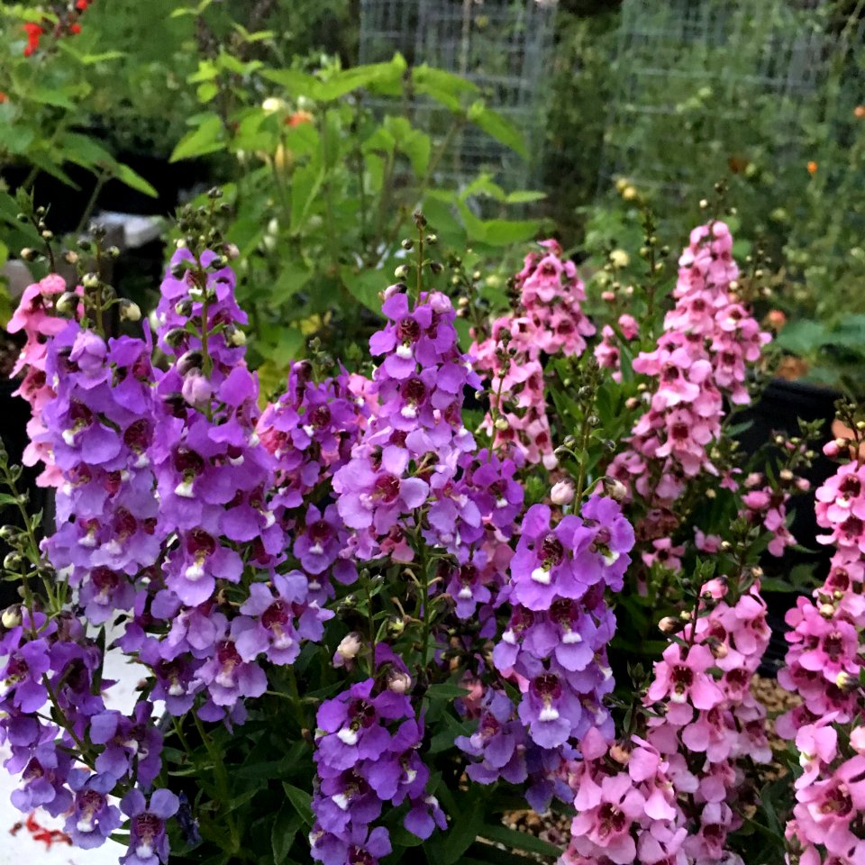 Angelonia angustifolia public domain IMG 5103
