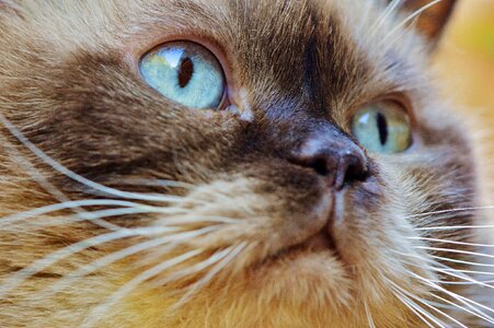 Fur brown beige