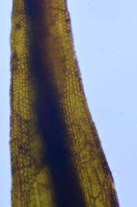 Andreaea rothii 44111035