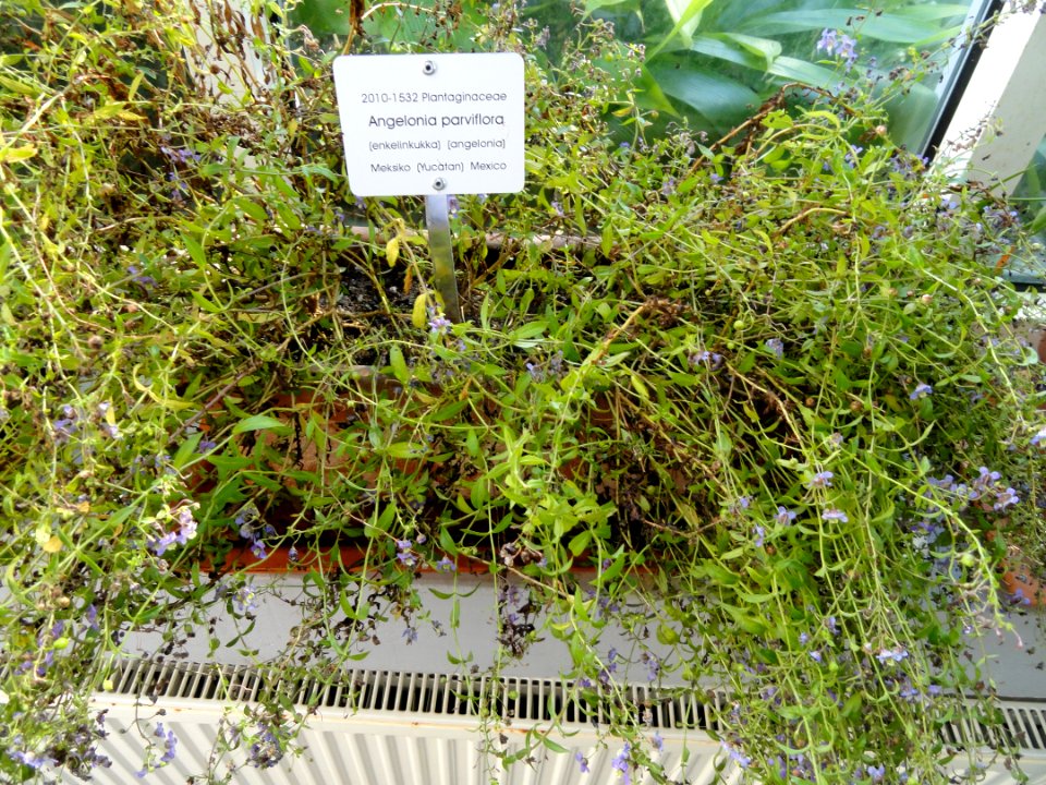 Angelonia parviflora - Botanical Garden in Kaisaniemi, Helsinki - DSC03686