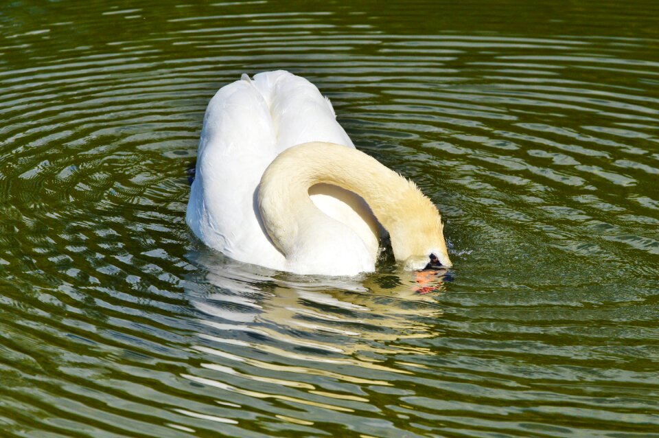 Animal white schwimmvogel