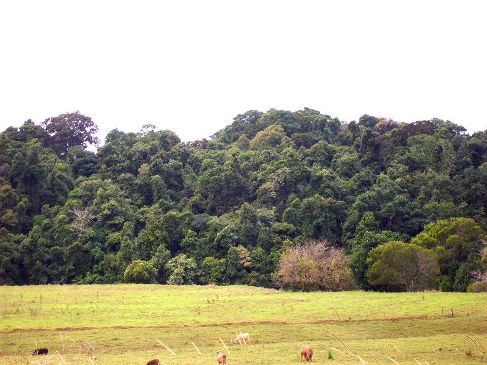 Andrew Johnston Scrub & cows