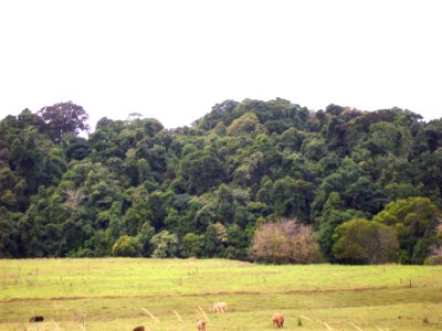 Andrew Johnston Scrub & cows