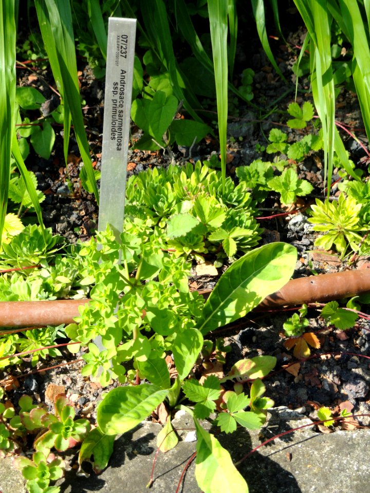 Androsace sarmentosa subsp. primuloides - Botanischer Garten, Frankfurt am Main - DSC03263