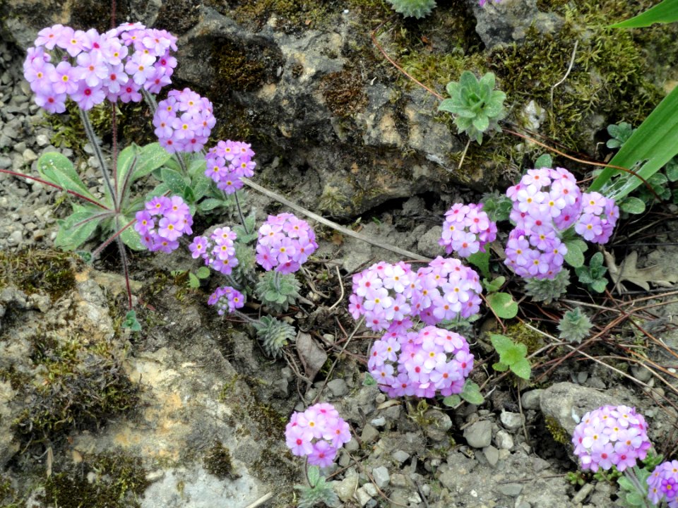 Androsace sarmentosa - Botanischer Garten Freiburg - DSC06431