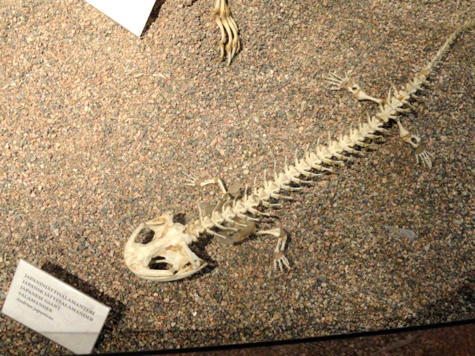 Andrias japonicus skeleton - Finnish Museum of Natural History - DSC04509