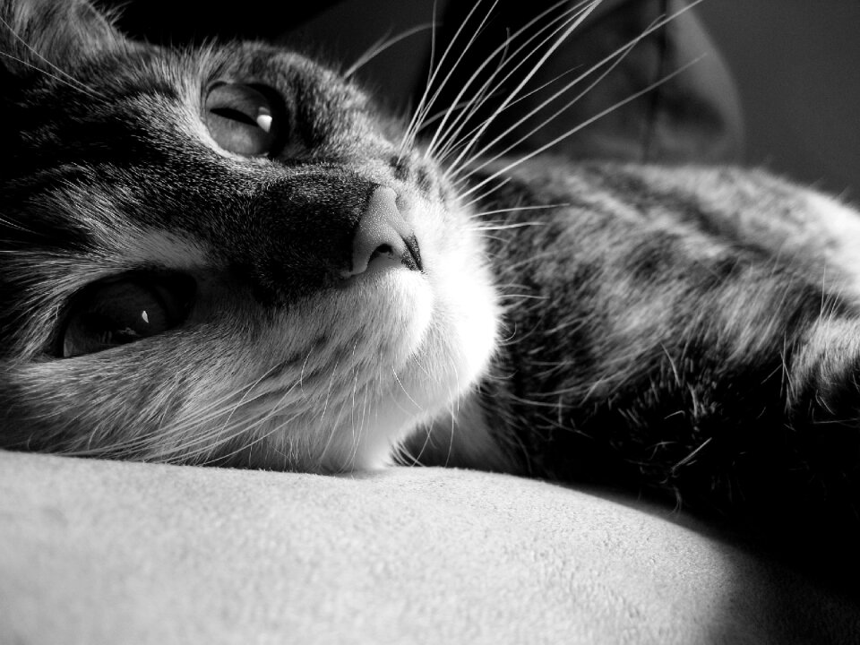 Kitty cute reclining