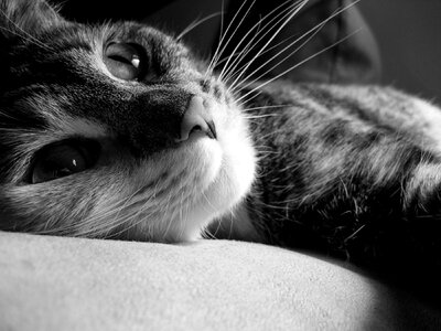 Kitty cute reclining photo