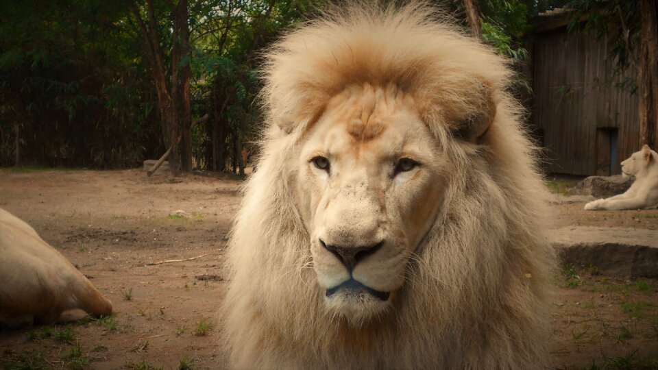 White lion mane zoo photo