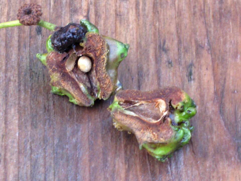 Andricus quercuscalicis (gall wasp) larva inside Knopper gall, Arnhem, the Netherlands