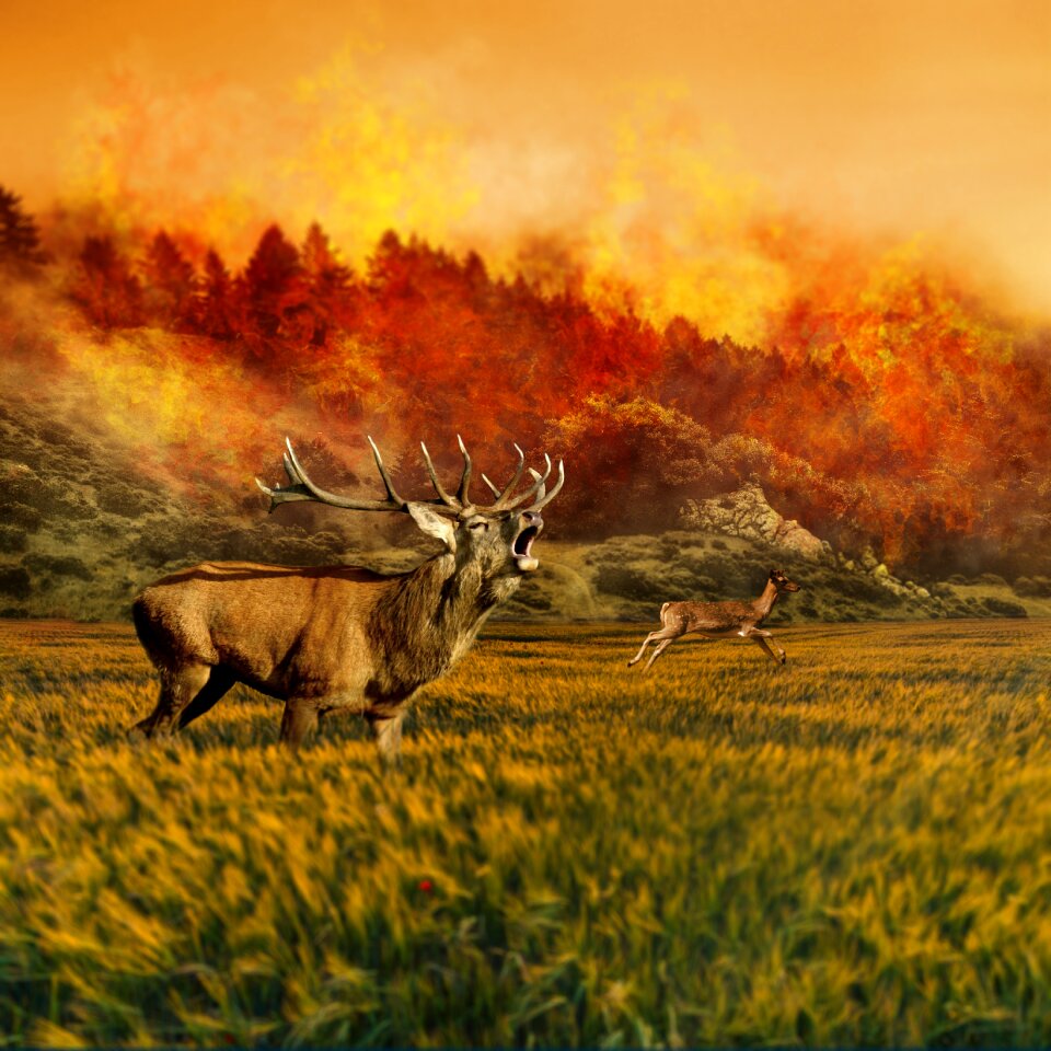 Brand forest fire fire