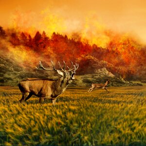 Brand forest fire fire