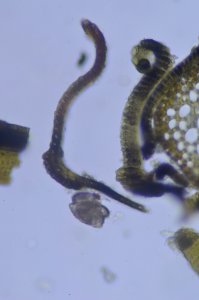 Andreaea rothii 44111040