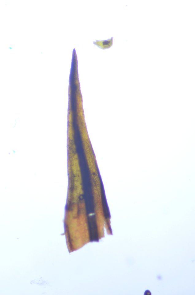 Andreaea rothii 44111011