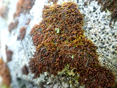 Andreaea rupestris 59357720
