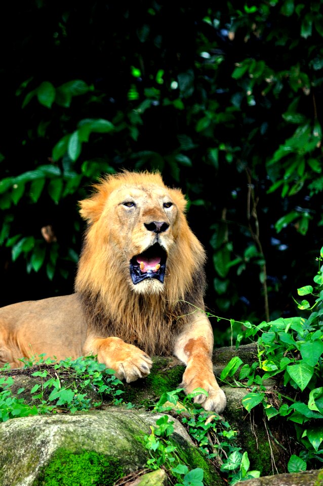 Cat wildlife yawning