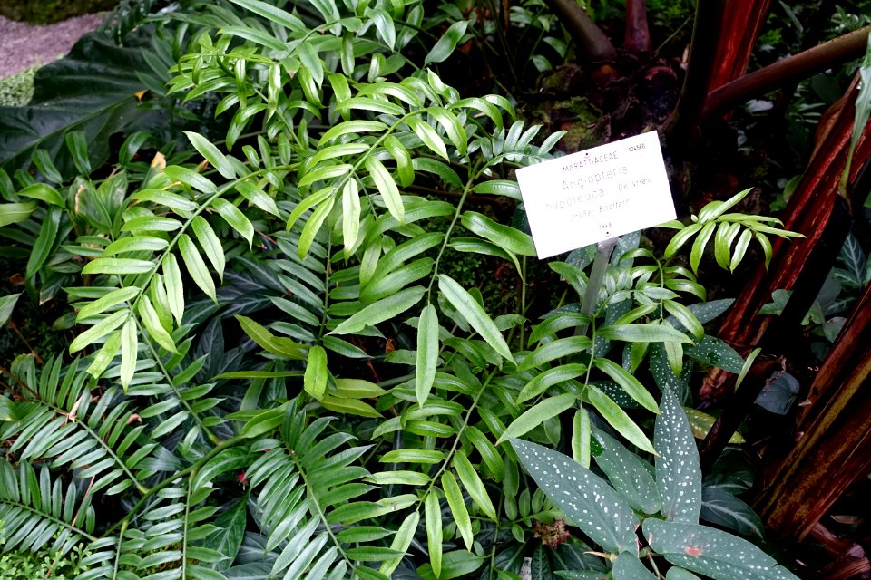 Angiopteris hypoleuca - Botanischer Garten - Heidelberg, Germany - DSC01021