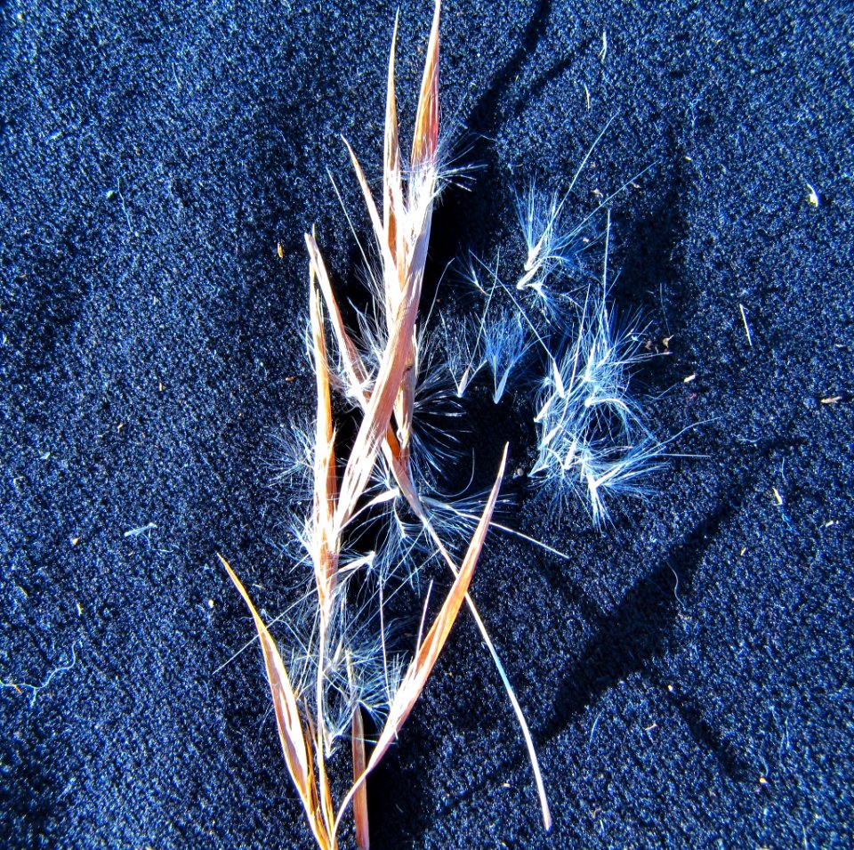 Andropogon virginicus 59993455