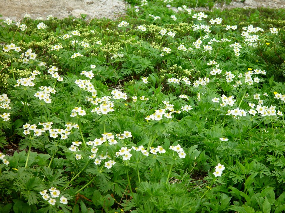 Anemone narcissiflora in Mount Tsubakuro add 2002-07-27