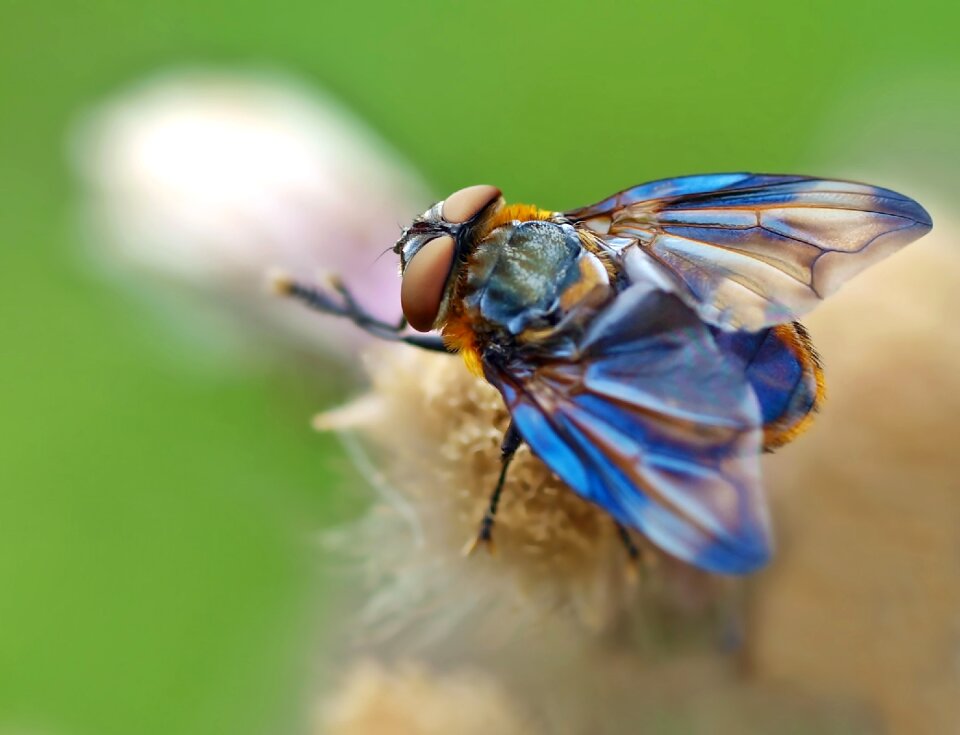 Blue flower blossom