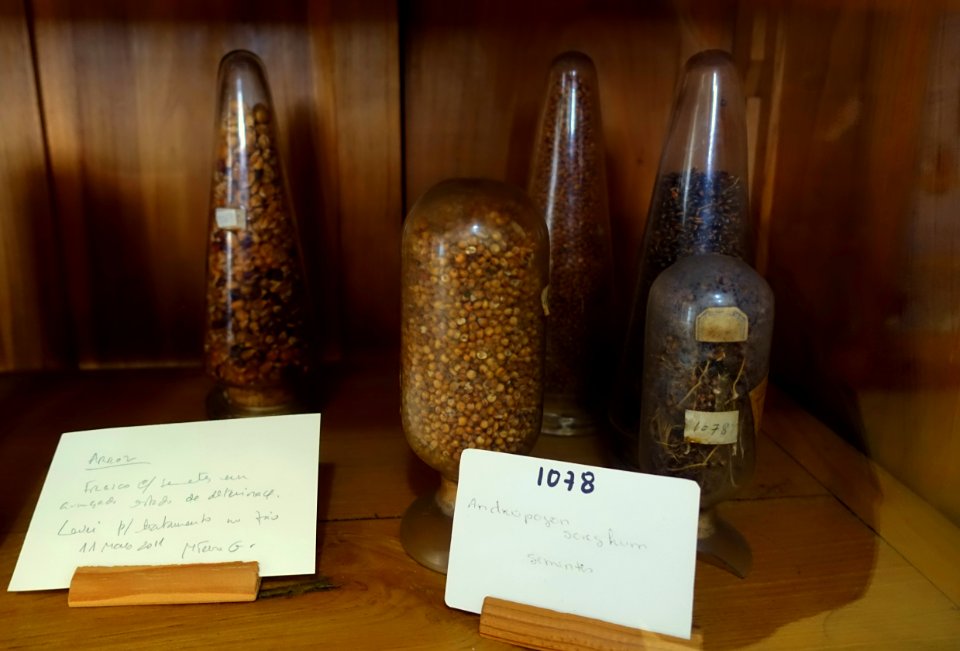 Andropogon sorghum - Colégio de São Bento - University of Coimbra - Coimbra, Portugal - DSC09025