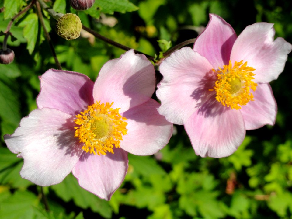 Anemone vitifolia - Botanischer Garten, Frankfurt am Main - DSC03300