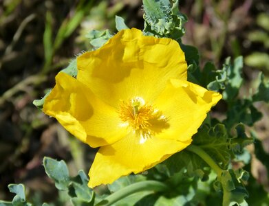 Sea ​​poppy crazy poppy horned poppy