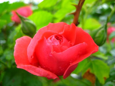 Blossom bloom red rose photo