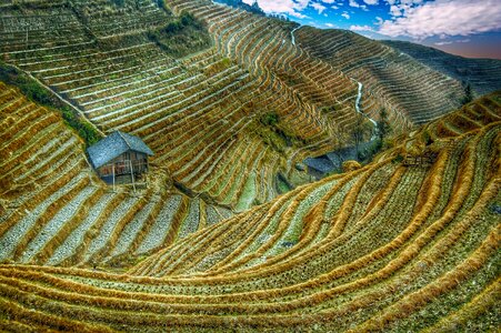 Rice rural terrace photo