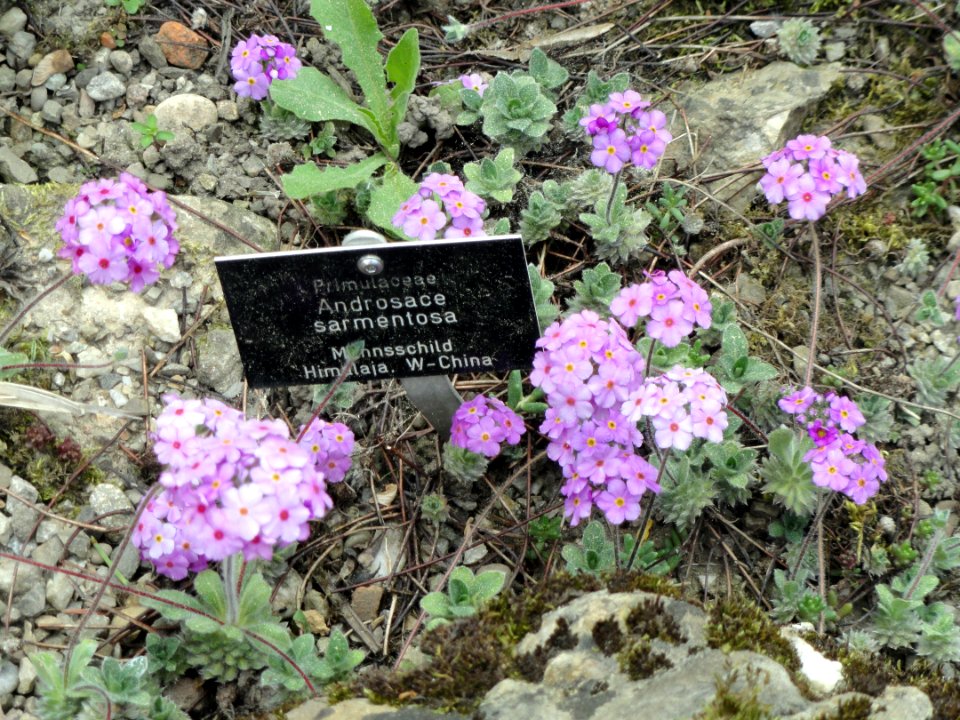 Androsace sarmentosa - Botanischer Garten Freiburg - DSC06430