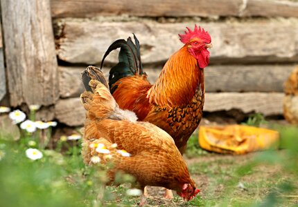 Yard family bird