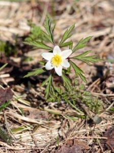 Anemone nemorosa Haukipudas Oulu 20210513
