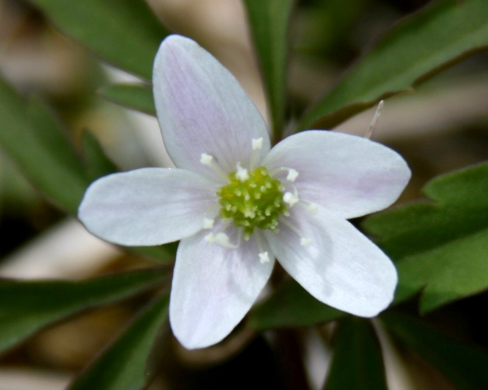 Anemone debilis in Mount Nogohaku 2008-06-10