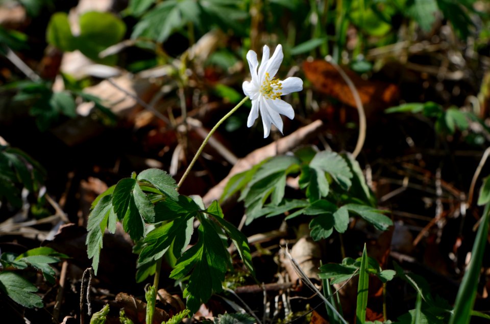 Anemone nemorosa Habit 01