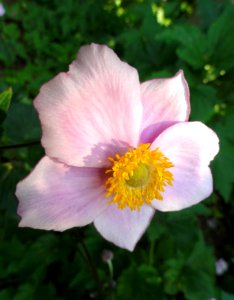 Anemone scabiosa - Botanischer Garten, Frankfurt am Main - DSC03310