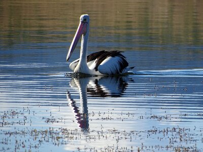 Nature reflection outdoor
