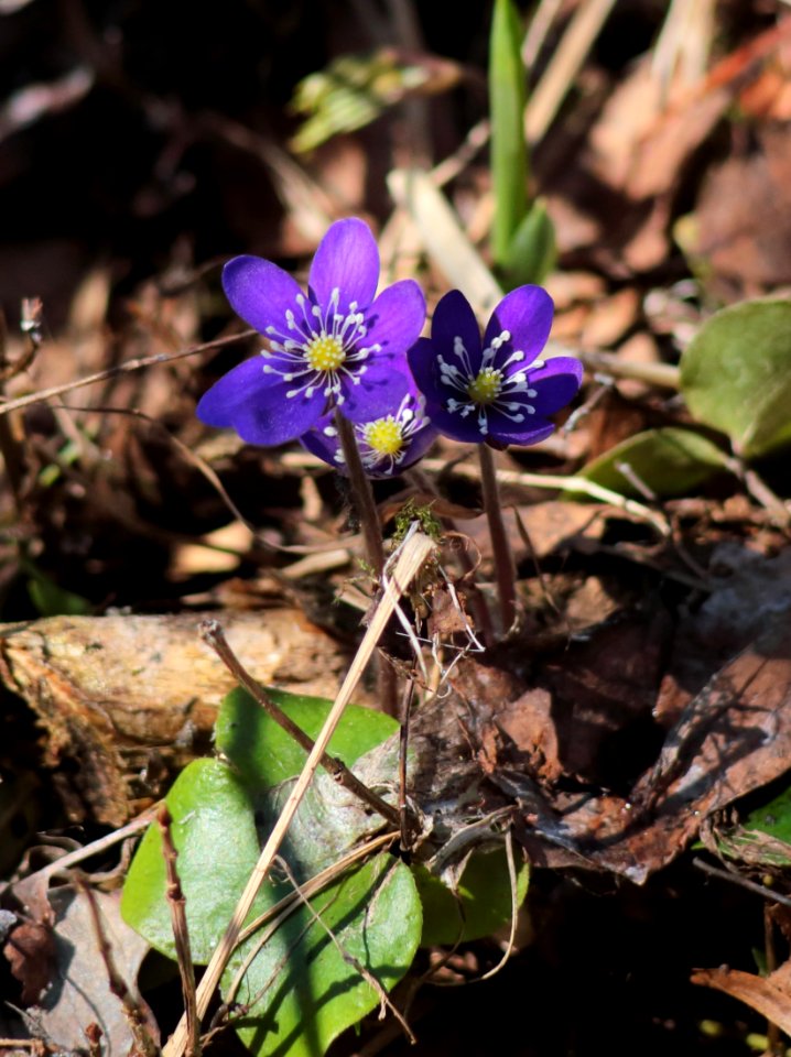 Anemone hepatica Haukipudas Oulu 20210513