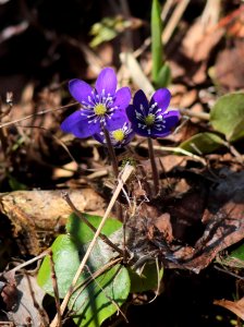 Anemone hepatica Haukipudas Oulu 20210513