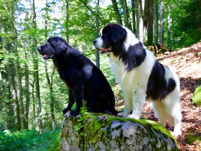 Dog animal nature