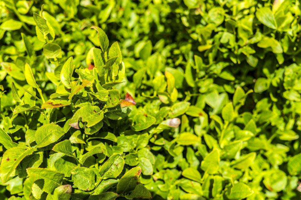 Heidelbeerstrauch summer dwarf shrub