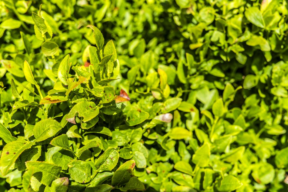 Heidelbeerstrauch summer dwarf shrub photo