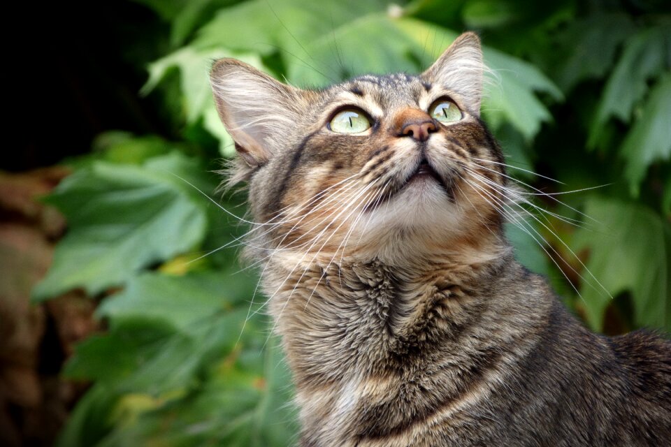 Pet feline feline look