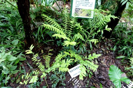 Angiopteris fokiensis - Chengdu Botanical Garden - Chengdu, China - DSC03225