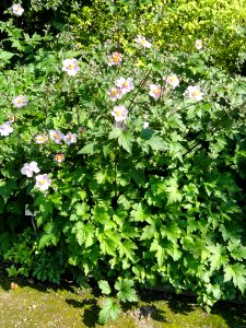 Anemone tomentosa - Botanischer Garten, Frankfurt am Main - DSC03344