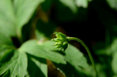 Anemone ranunculoides fruits