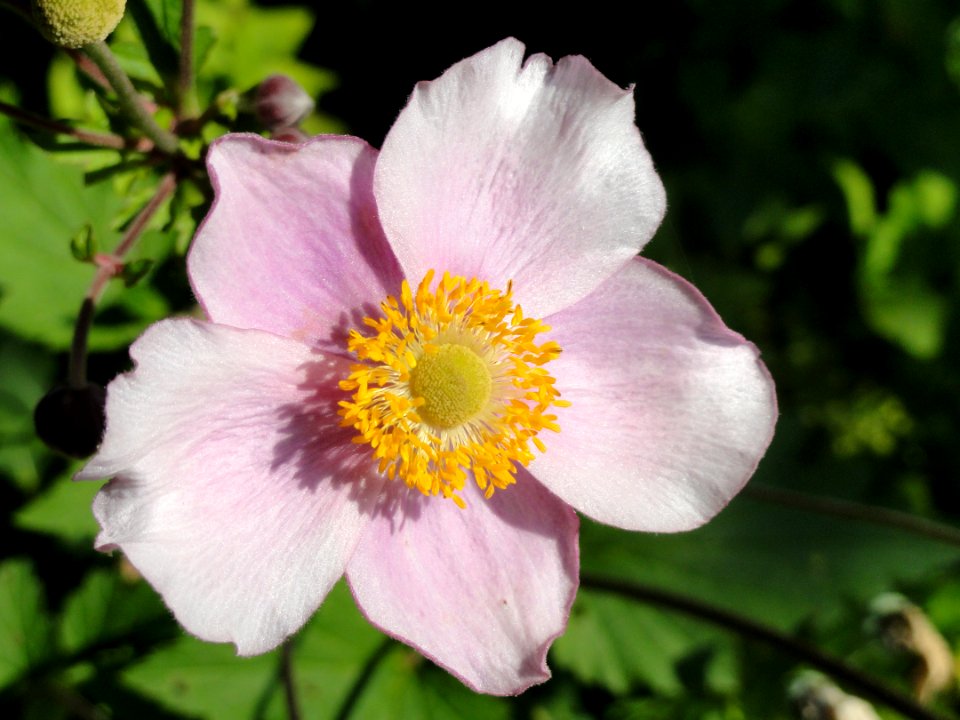 Anemone vitifolia - Botanischer Garten, Frankfurt am Main - DSC03301